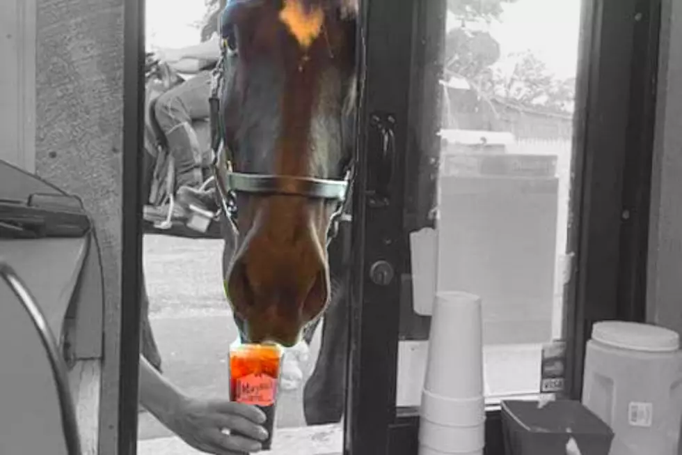 Plymouth Police Horse Wrangles Up a Coffee at Drive-Thru Window