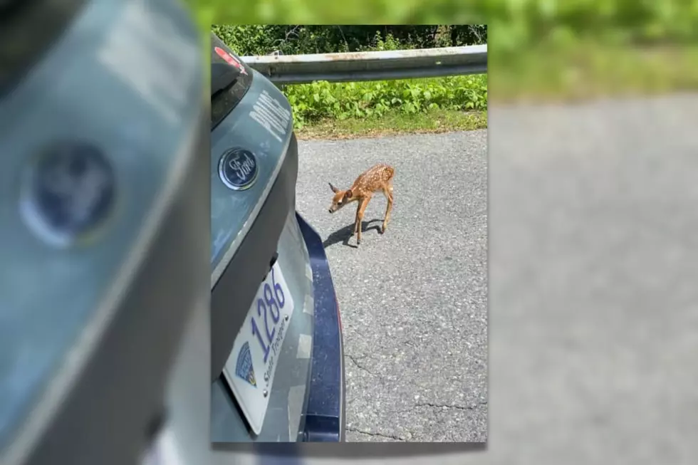 State Trooper Stops Traffic for Little Deer
