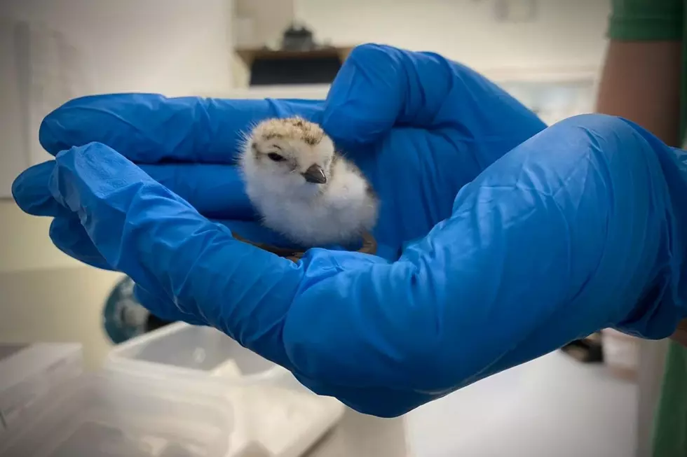 This Struggling Baby Piping Plover’s Happy Ending Over on Cape Cod Is Movie Material