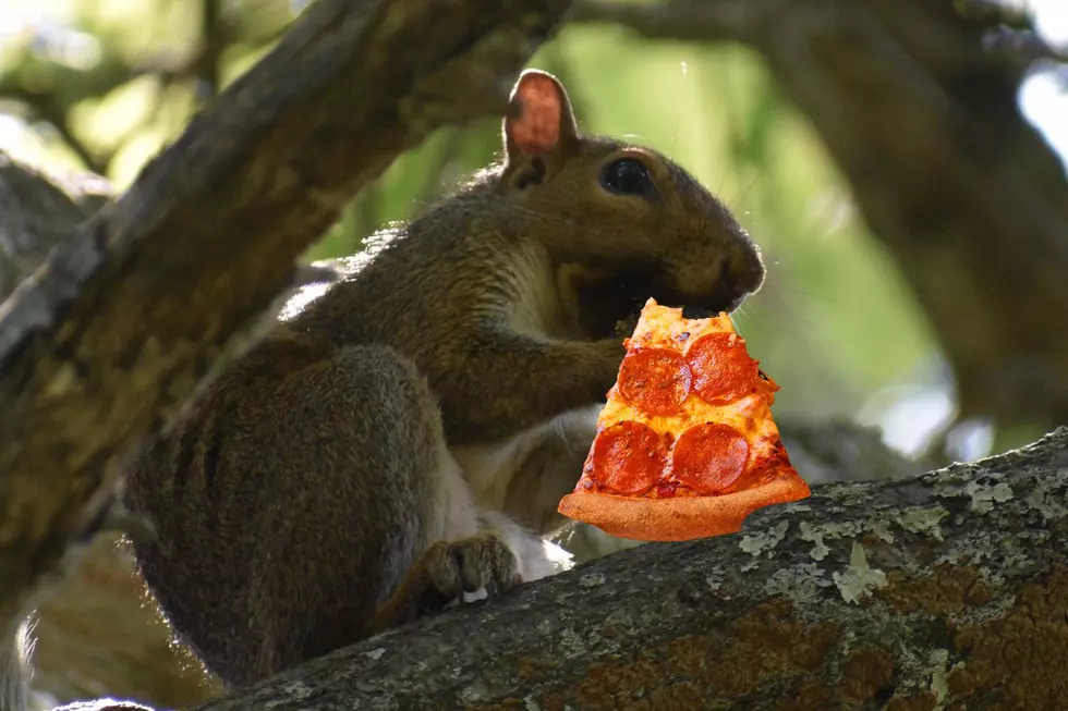 Pizza Squirrel Strikes in Massachusetts