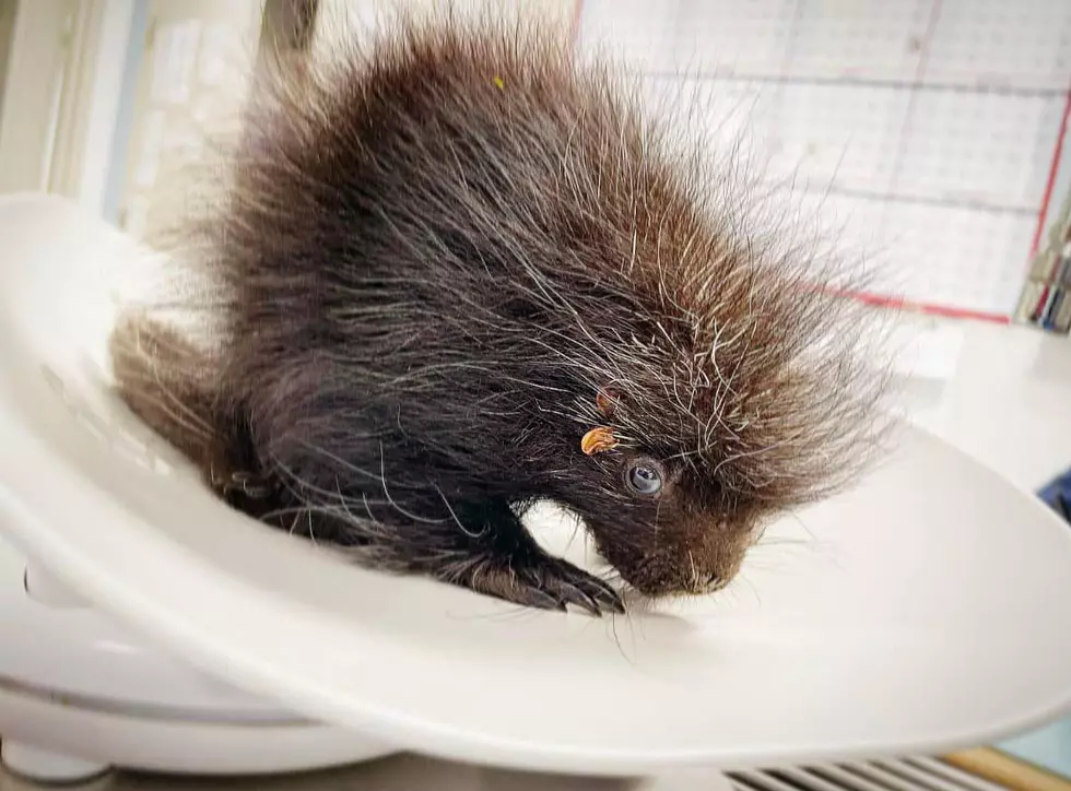 Orphaned Porcupette Survives Accident That Took Mother’s Life