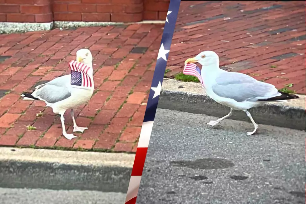 New Bedford Seagull Knows How to Celebrate