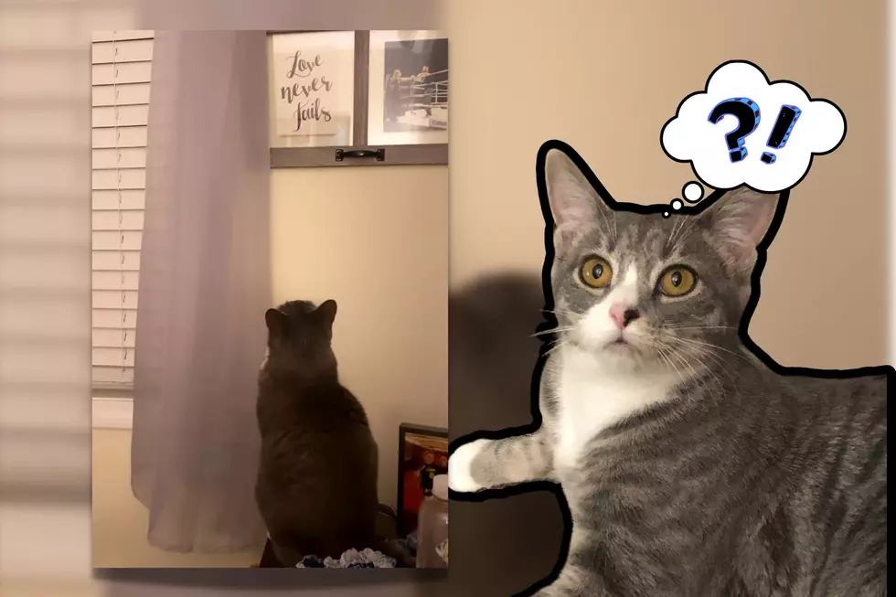 WATCH: Did Maddie's Cat Just See a Ghost?