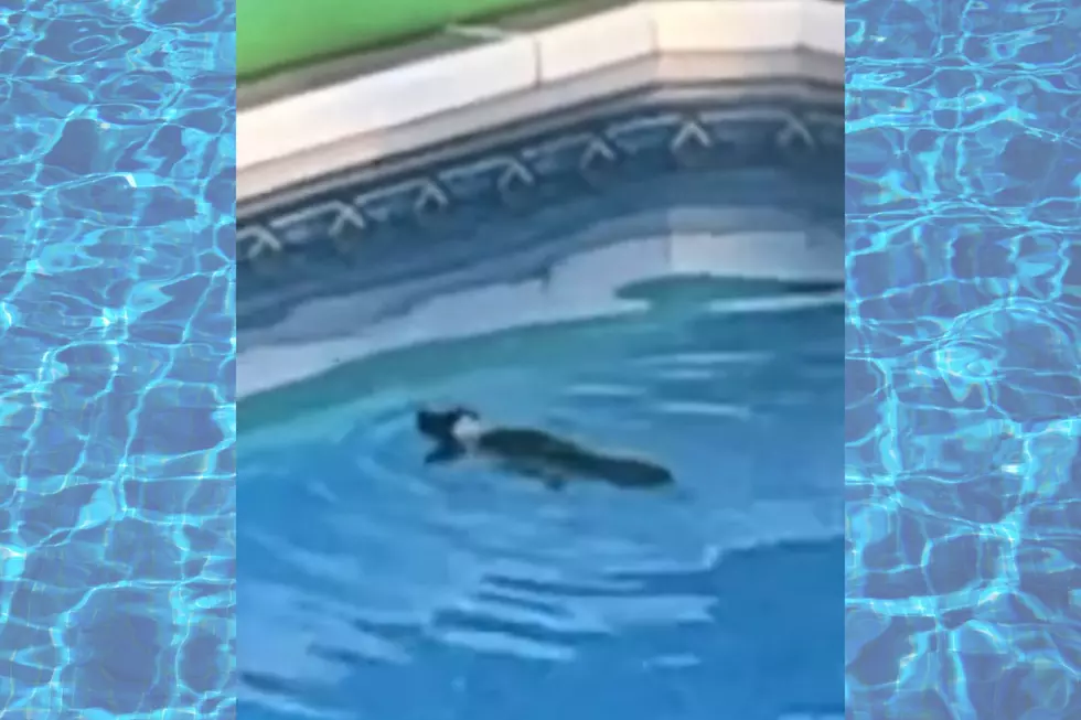 WATCH: Somerset Skunk Saved From Swimming Pool