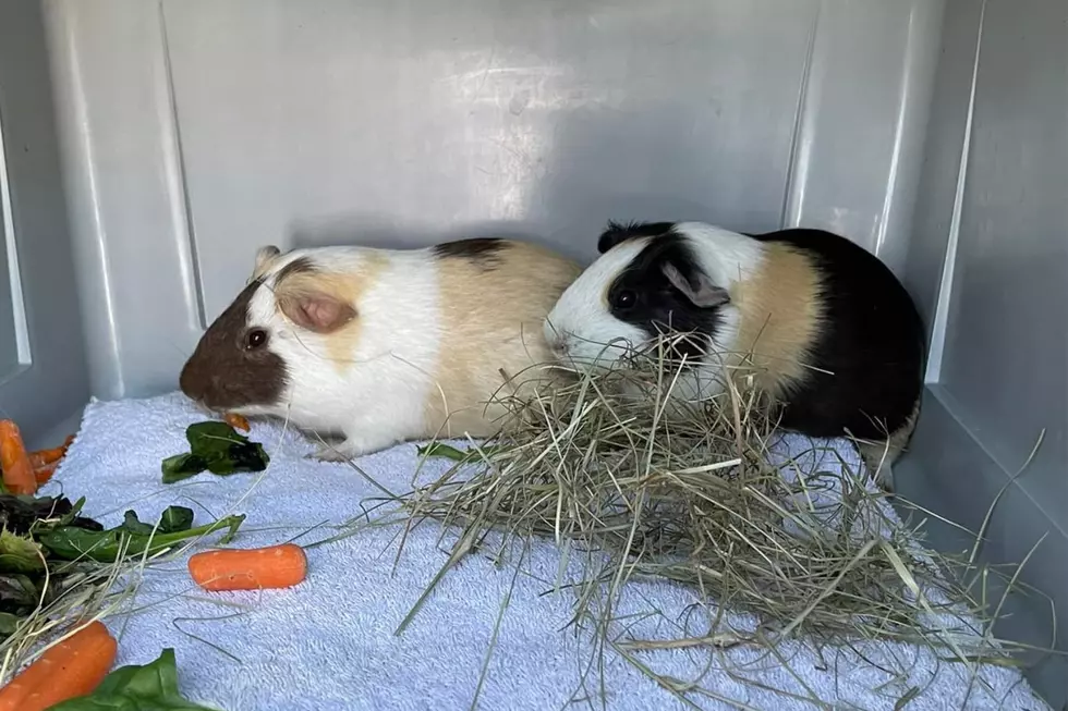 Luck Changes for Stranded Guinea Pigs