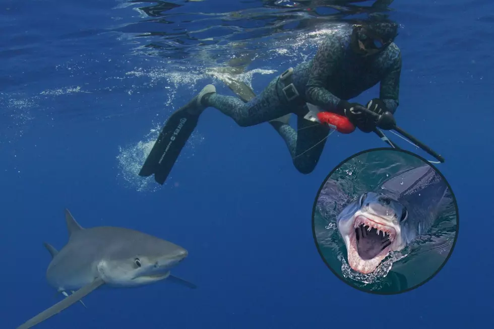 Rhode Island Couple Featured on Shark Week