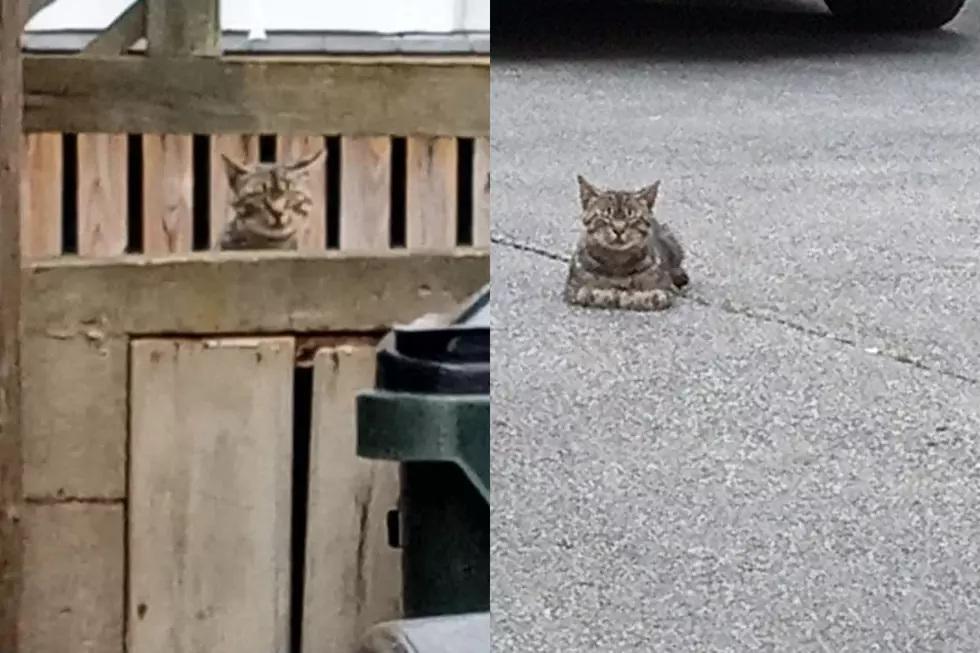 Adorable Fall River Mystery Cat ‘Eats Like a House’ on Fourth of July Weekend