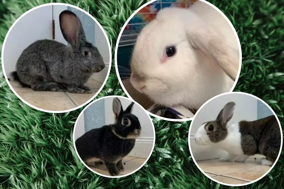 Bunny Boom Could Provide the Perfect Pet