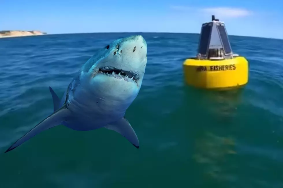 Buoys Make Shark Sightings More Accurate