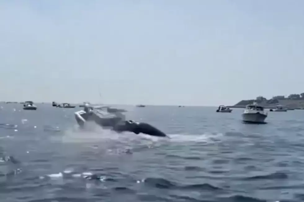 Close Call After Breaching Whale Lands on Plymouth Boat