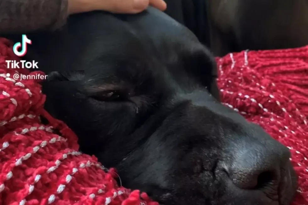 Marion Family Says Town Unexpectedly Euthanized Their Dog