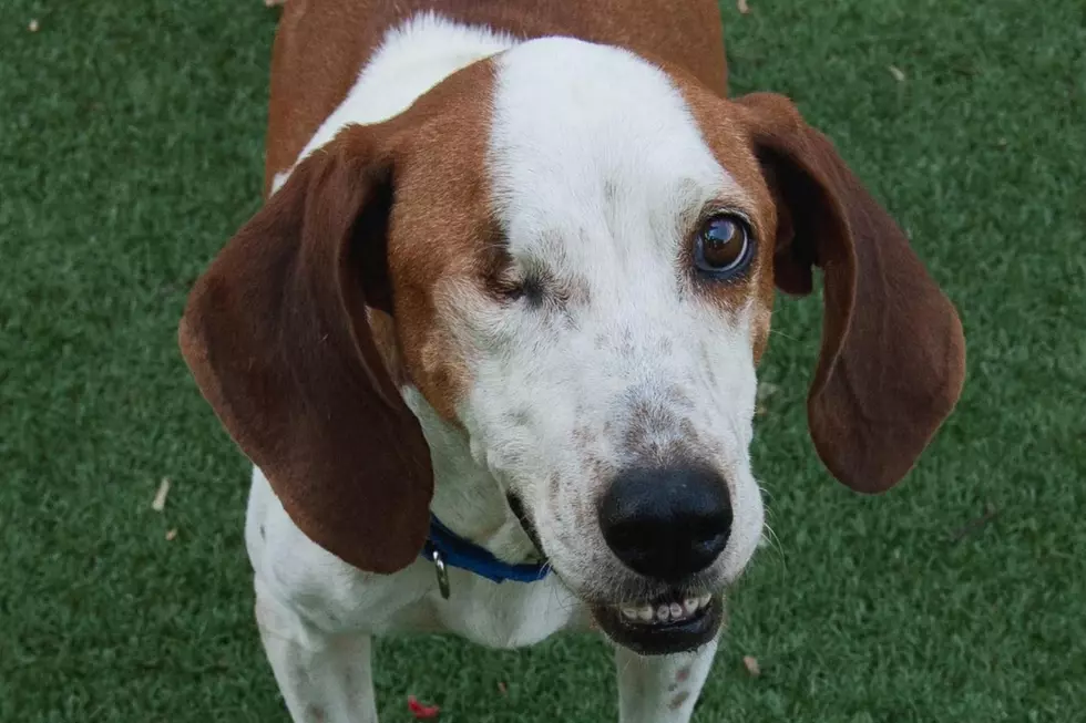 New Bedford Hound’s Wish Is to Not Grow Old at the Shelter [WET NOSE WEDNESDAY]