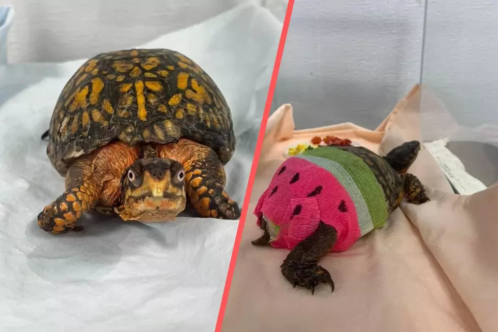 Cutest Turtle Bandage Artwork Helps Make Recovery More Colorful