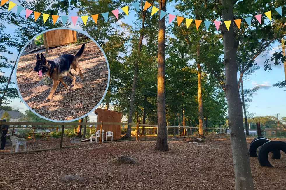 This New Dog Park Is Throwing a Party