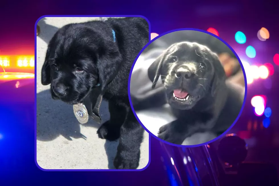 Meet Mac, The Official Comfort Dog for the Seekonk Police Department