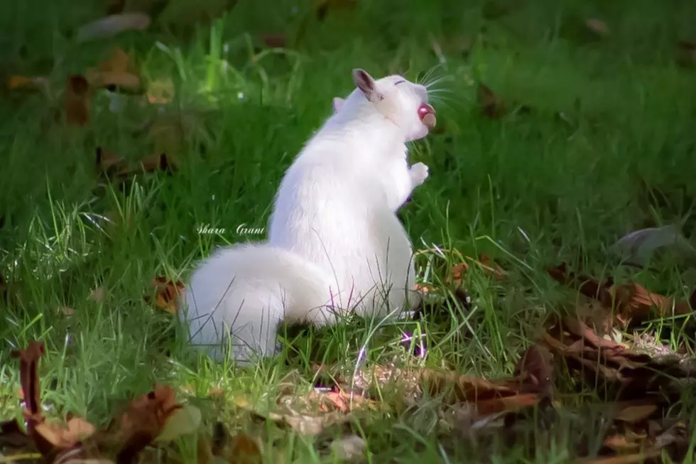 Westport Photographer Finds a Rare Albino Squirrel at Just the Right Moment