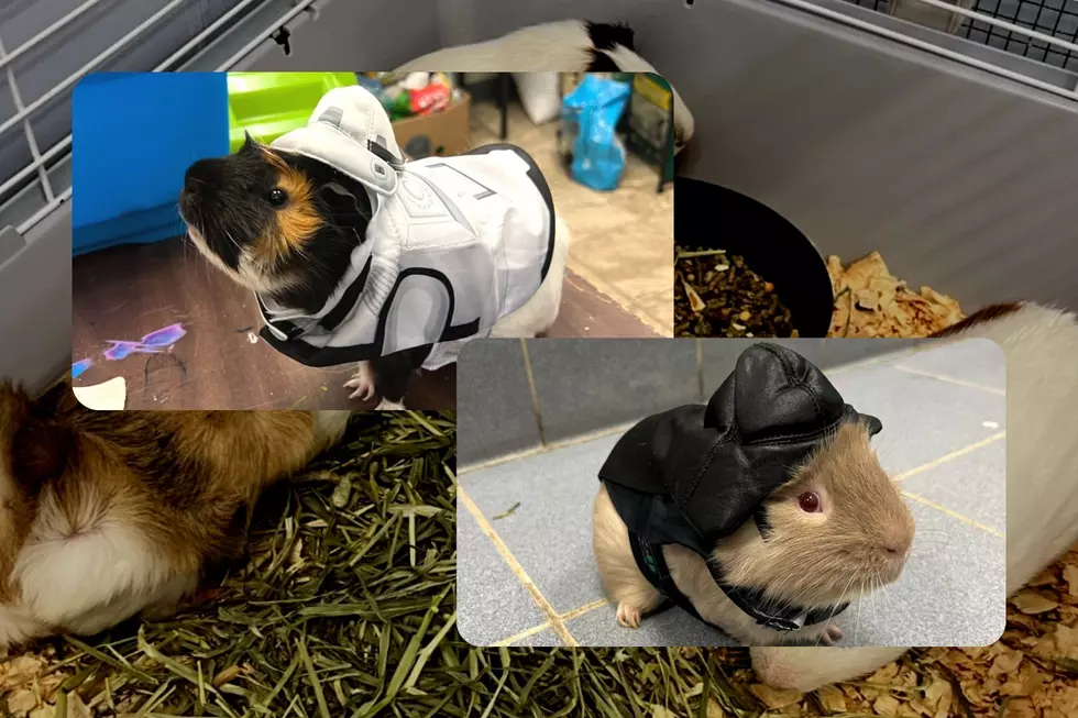 Wet Nose Wednesday: Meet These Cute Guinea Pigs