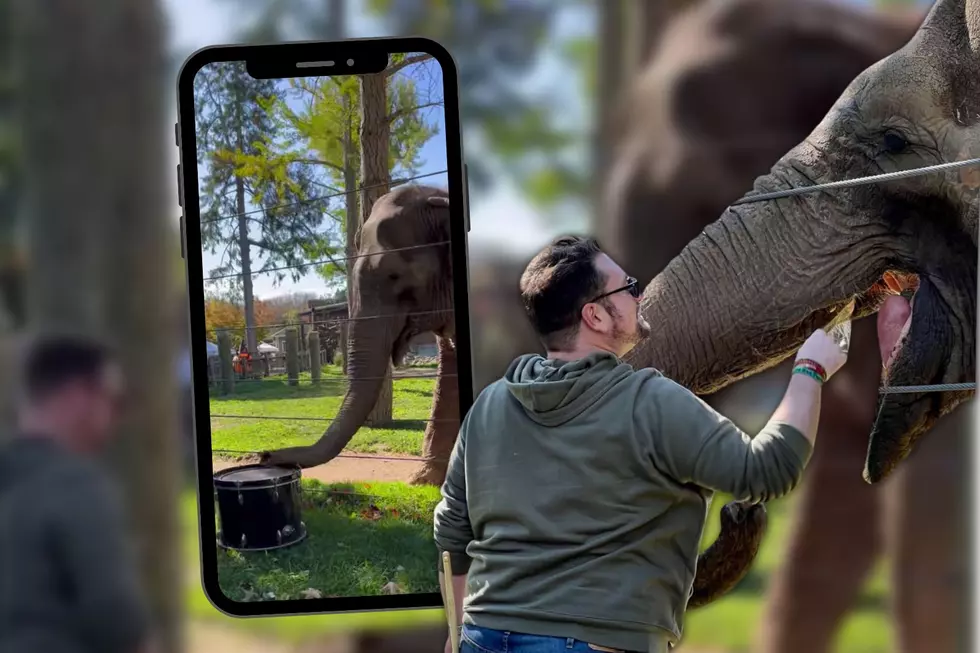 New Bedford Elephant Passes 8 Million Views on TikTok Thanks to Drumming Skills