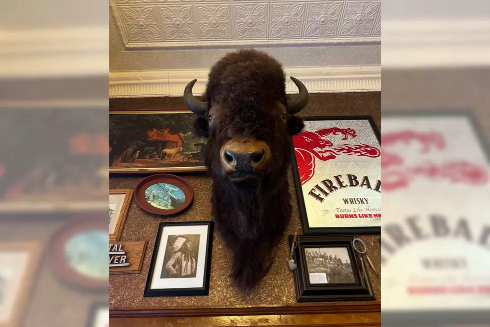 Giant Bison Head From New Bedford’s Libad’s Bar Finds New Home in Fall River