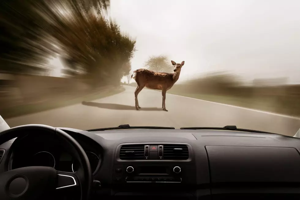 Oh, Deer: Be Alert Driving In These Towns