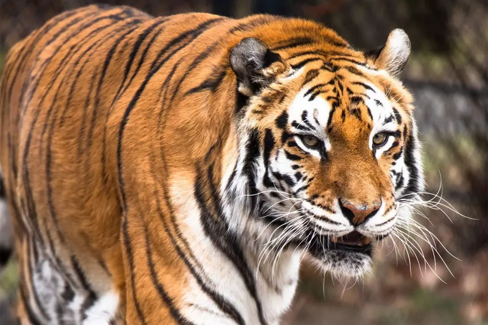 Franklin Park Zoo Says Goodbye To Beloved Last Tiger