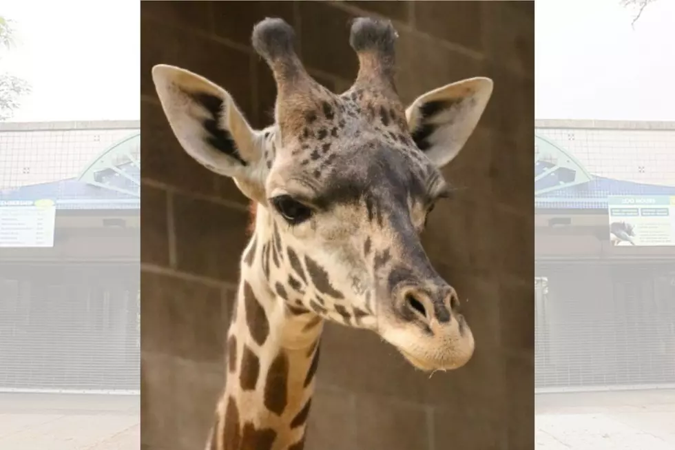 New Giraffe at Roger Williams Park Zoo Has Perfect Name