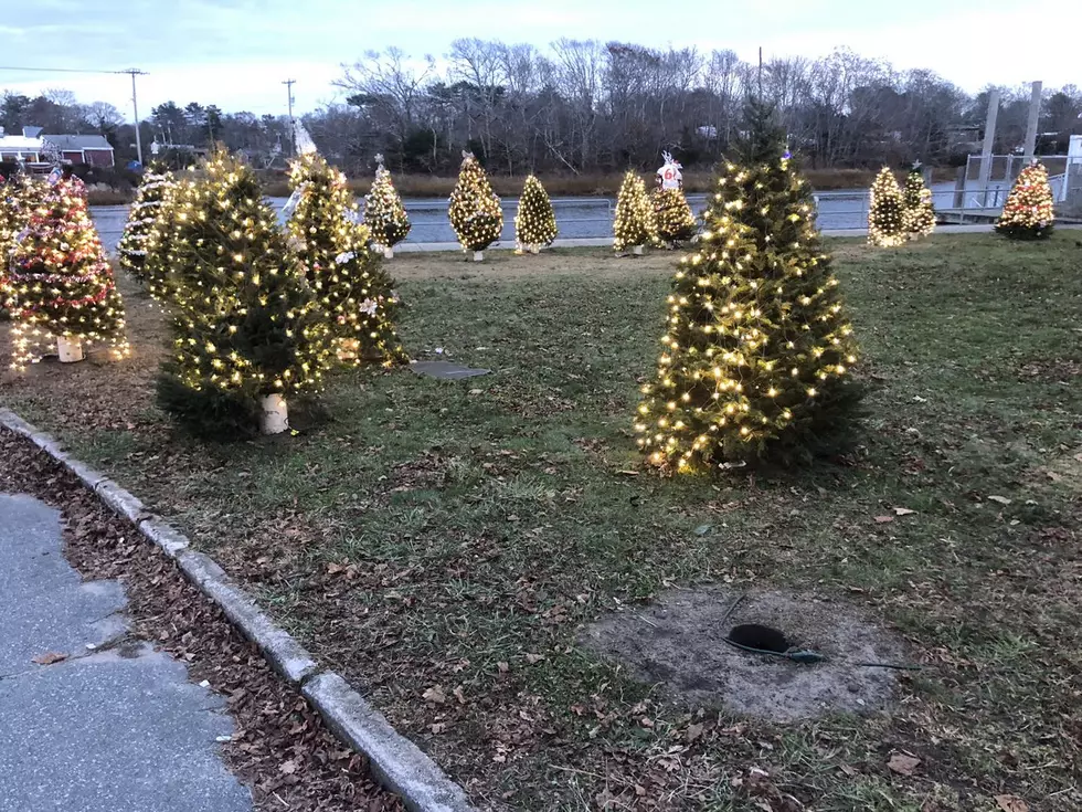 Wareham Man Reacts to Stolen Remembrance Tree