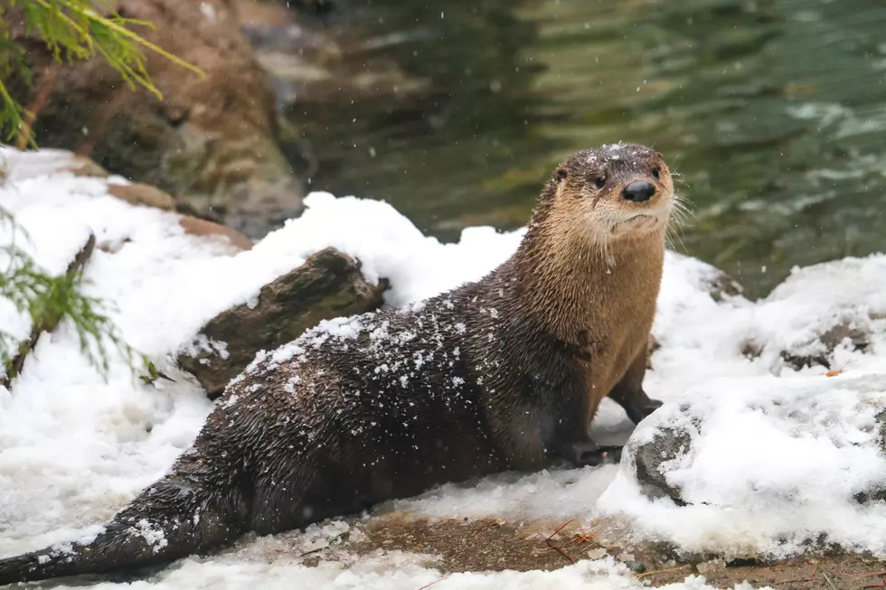 Providence Zoo Celebrates Winter With Discount Admission For All
