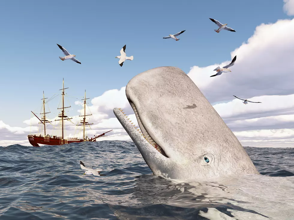 Real-Life Whale That Inspired "Moby-Dick" Also Has a Funny Name