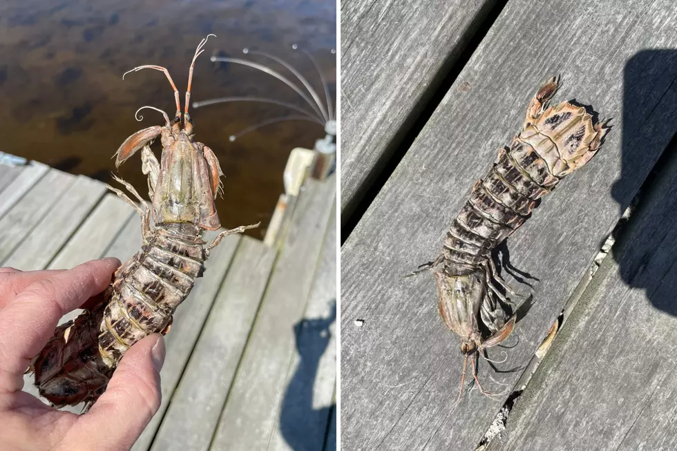 Westport Man's Mantis Shrimp Mystery Solved After Wareham Find