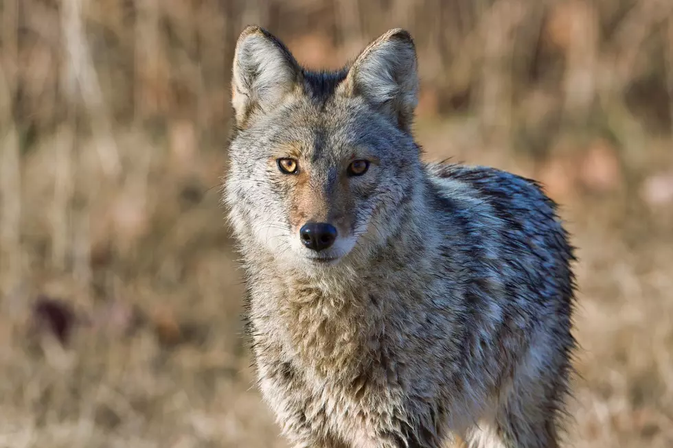 How to Keep Pets Safe During Coyote Mating Season