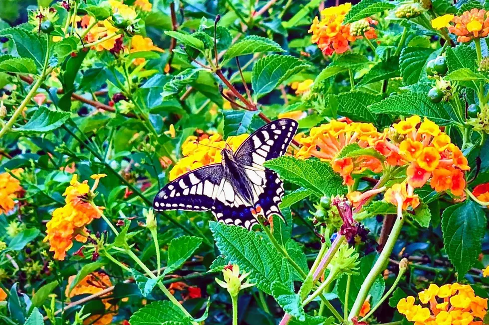 A Magical Family Day Trip is Waiting at This Butterfly Sanctuary in Westford