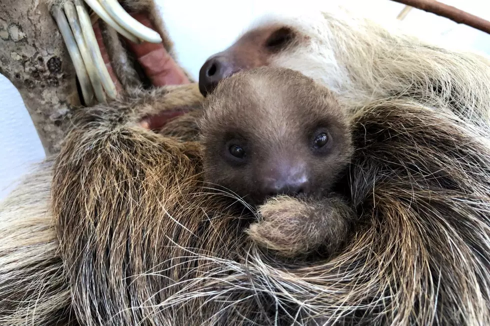 Name This Baby Sloth at Buttonwood Park