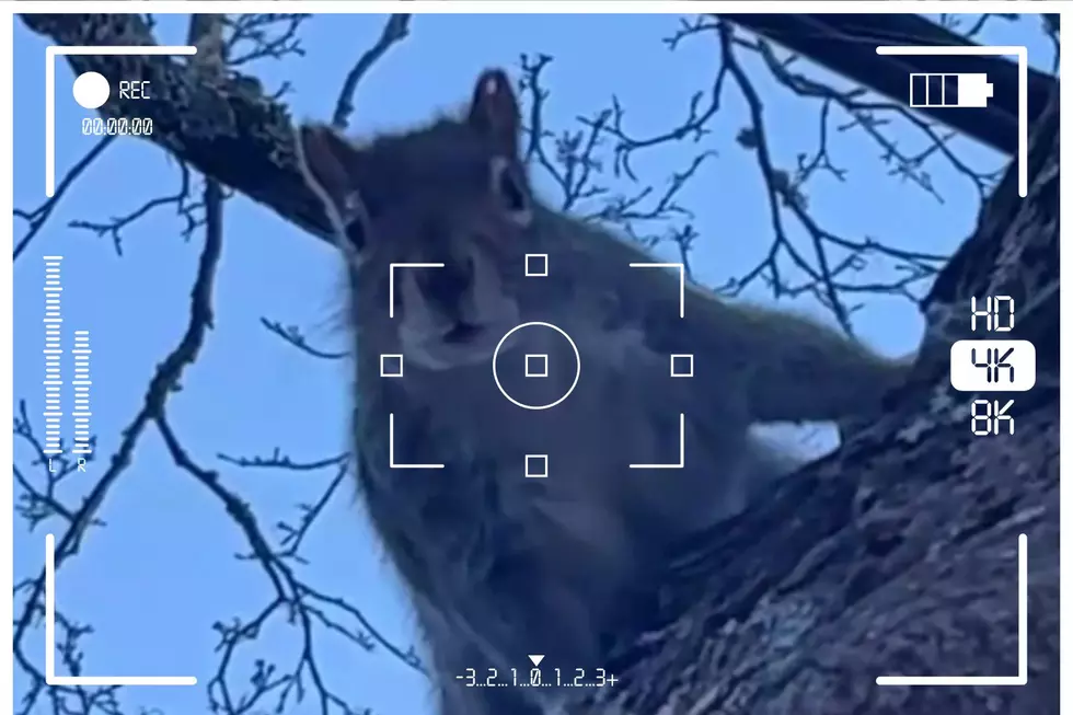 Check Out This Strange Encounter With a New Bedford Squirrel