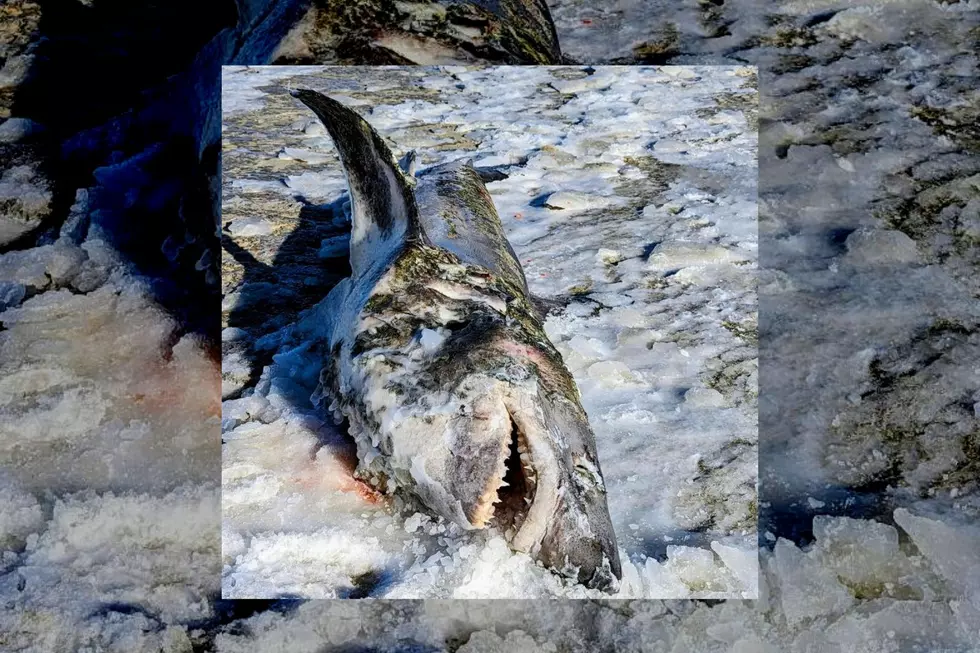 Frozen Shark Washed Ashore on the Cape