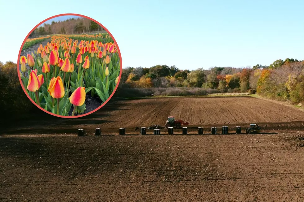 Golden Hour Tulip Farm Moving to Berkley