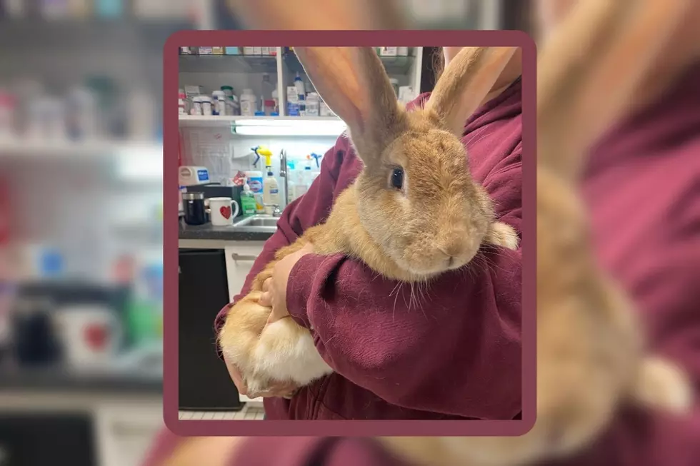 Giant Rabbit Called Greta Is a Cuddle Monster That Needs a Loving Family [WET NOSE WEDNESDAY]