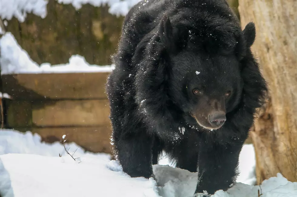 Roger Williams Park Zoo Mourning New Loss of Elderly Moon Bear