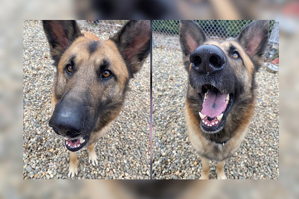 Fall River German Shepherd Wishes for Forever Family After 3 Months at Shelter [WET NOSE WEDNESDAY]