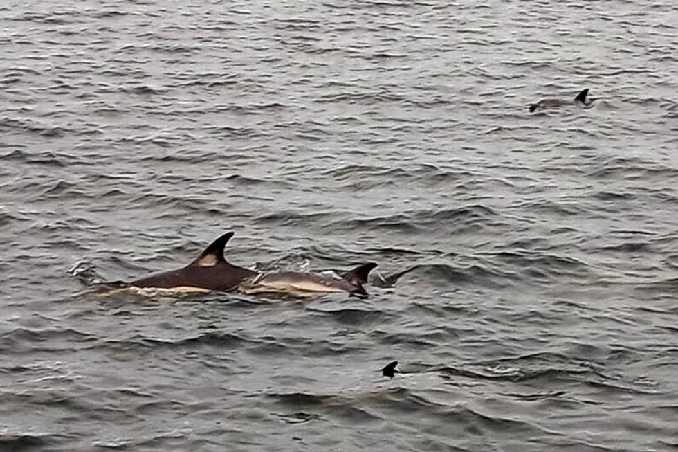 Pod of Dolphins Spotted in Fall River Enjoying the Taunton River