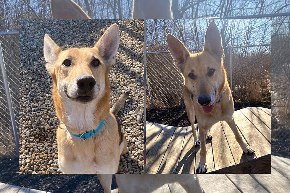 Fall River Shepherd Young at Heart Hopes to Bring Unconditional Love to Family [WET NOSE WEDNESDAY]
