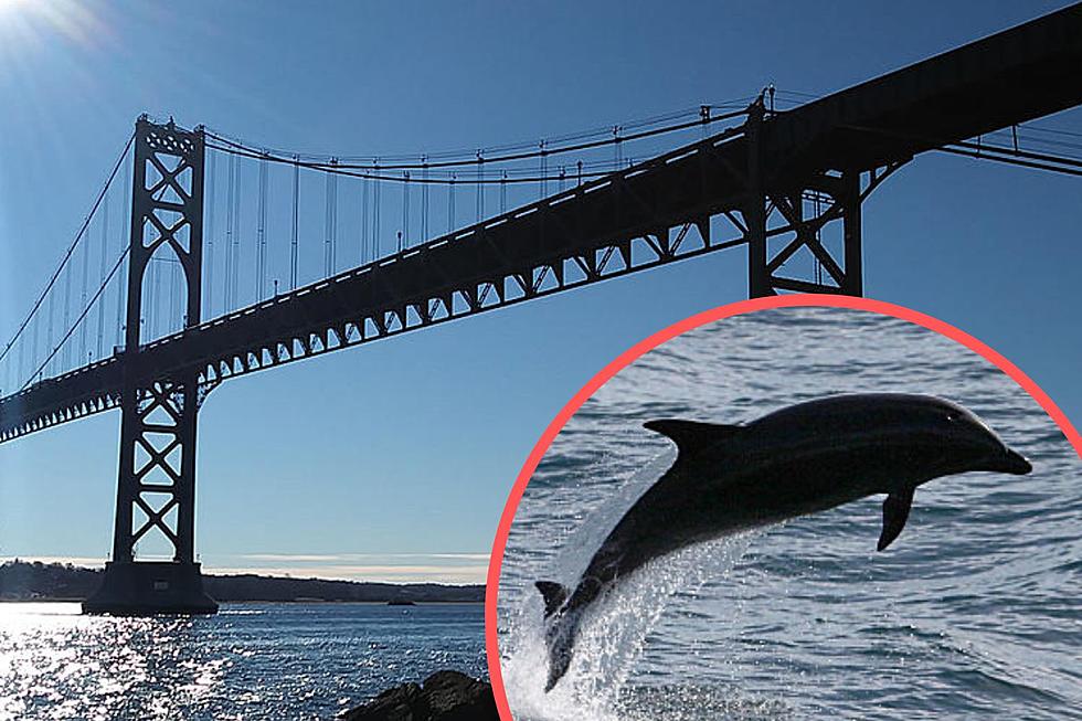 Rare Dolphin Feeding Frenzy in Rhode Island