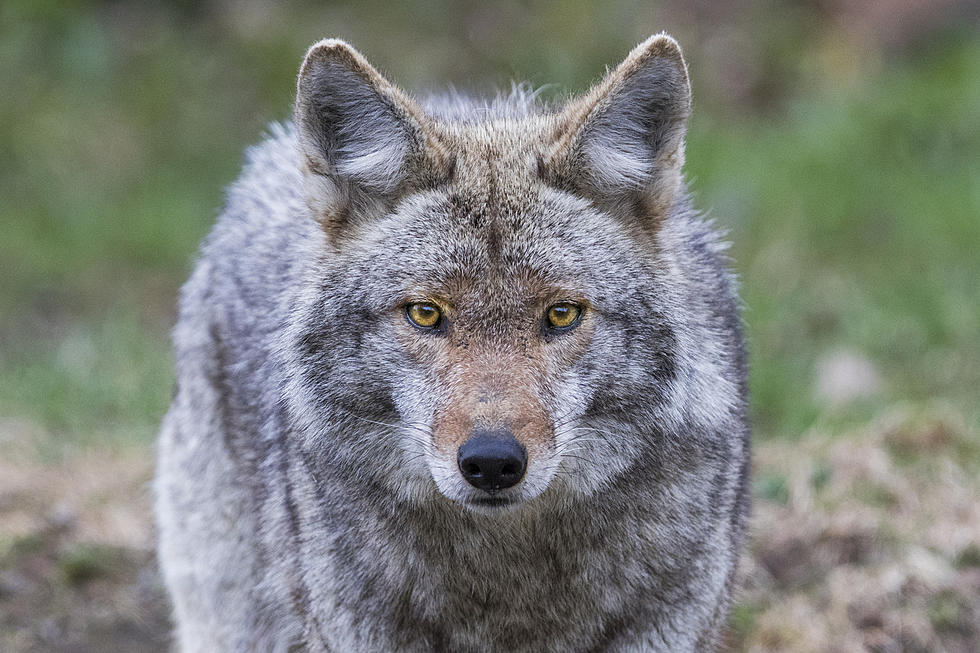 New Coyote Warning Issued For One Rhode Island Community