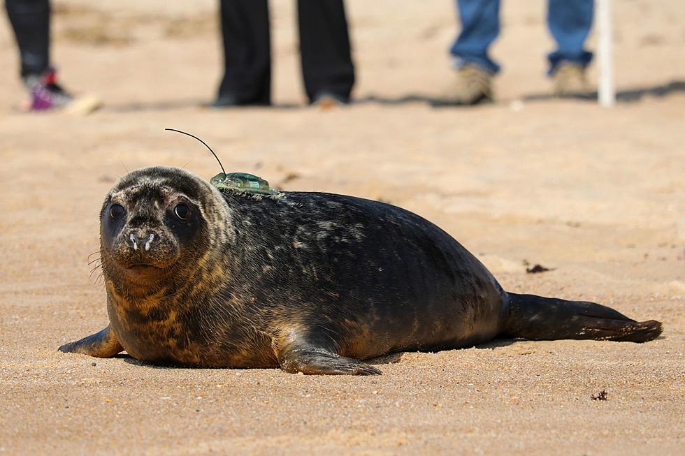 Kumquat the Seal Returns to the Ocean