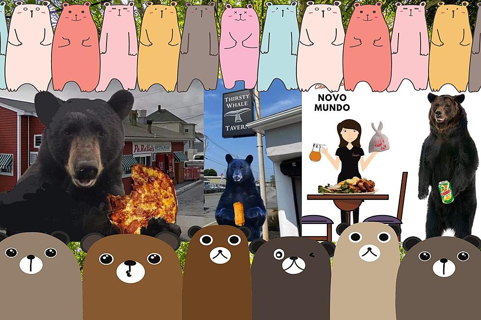 21 Paw-some SouthCoast Black Bear Memes 