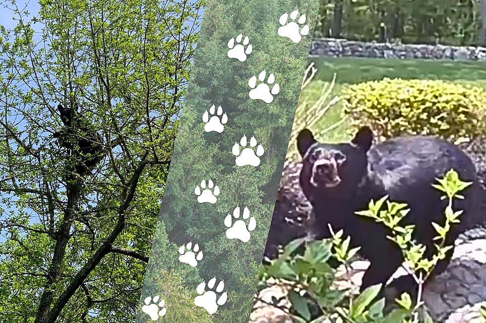 The Black Bear Took a Nap in Acushnet [VIDEO]