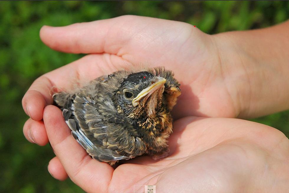 Found a Helpless Baby Bird? Mass Audubon Recommends These Steps