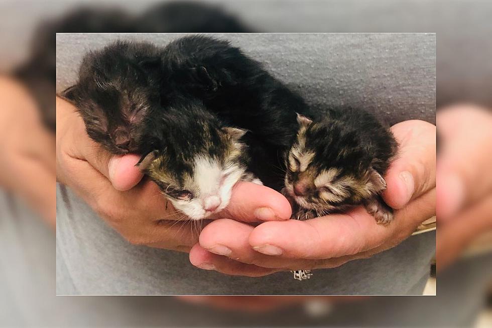 Fall River Shelter Overflowing with Kittens