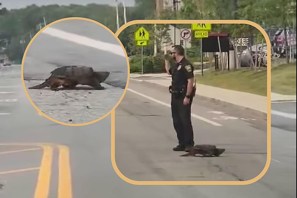 Cop Helps Turtle Cross the Road