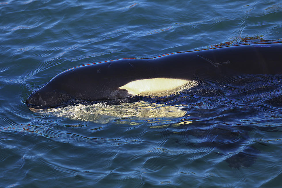 Orcas Off Nantucket